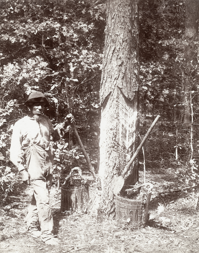 Turpentine Worker collecting sap in the Round Timber Tract