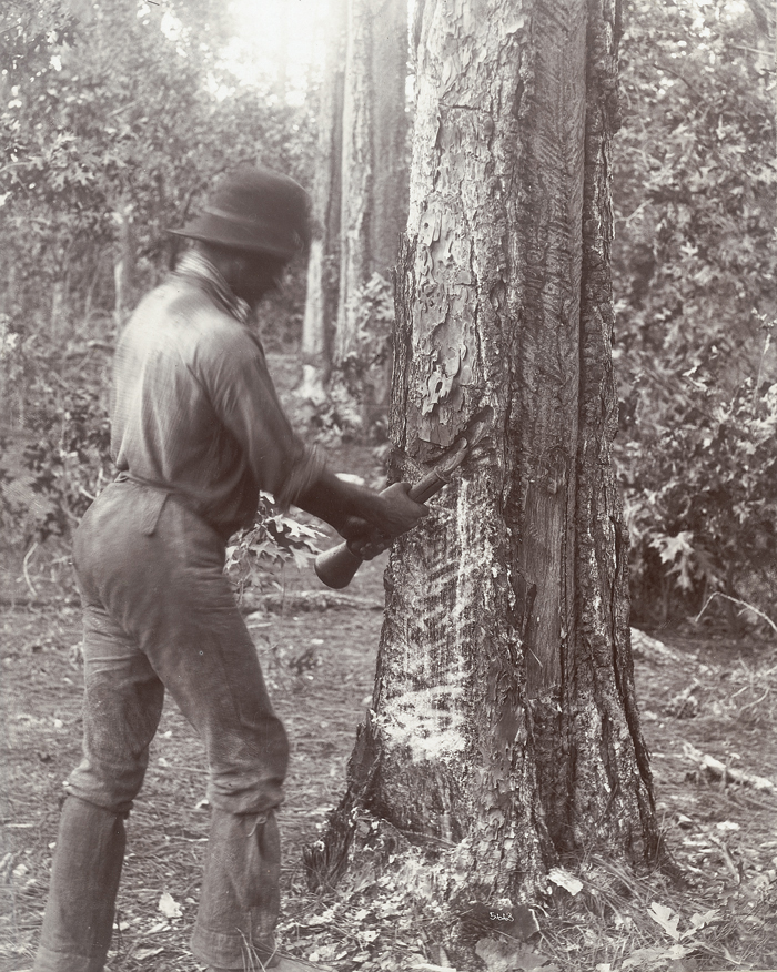 Turpentine Worker Bleeding a Longleaf Pinetree in the Round Timber Tract
