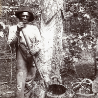 Historic Photo of Turpentine Worker
